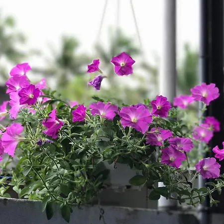 Thao Nguyen Phat Homestay